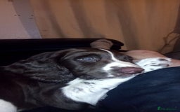 English Springer Spaniel dogs for stud: Springer spaniel stud  - Advert 5