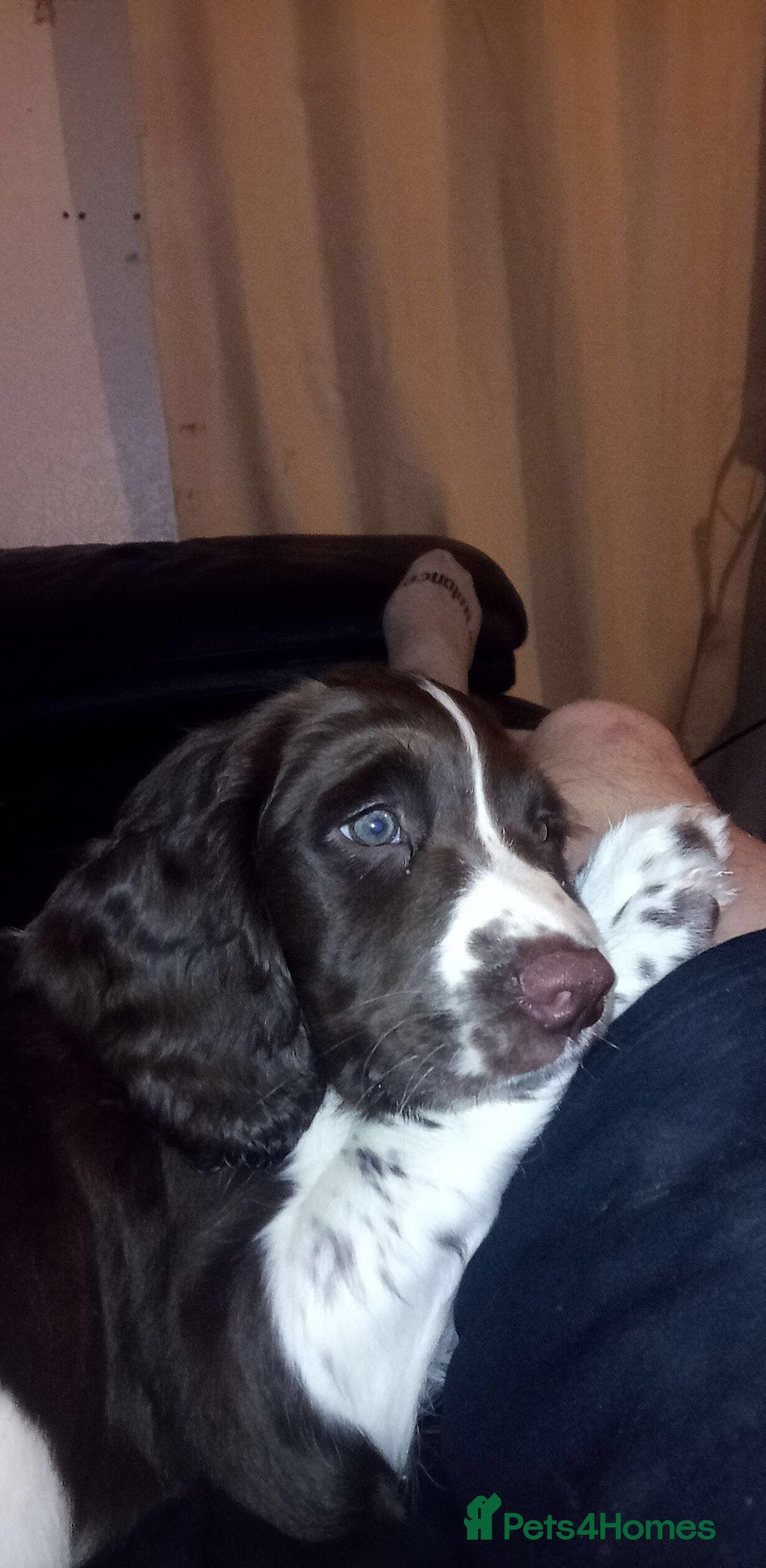 English Springer Spaniel dogs for stud: Springer spaniel stud  - Advert 5