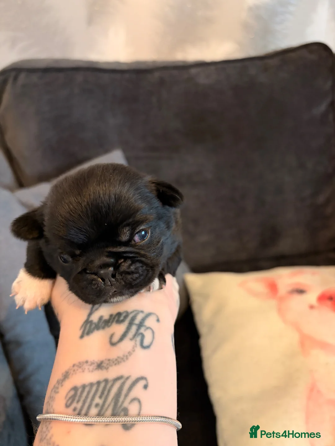 Pug dogs for sale: Beautiful pug puppies - Advert 11