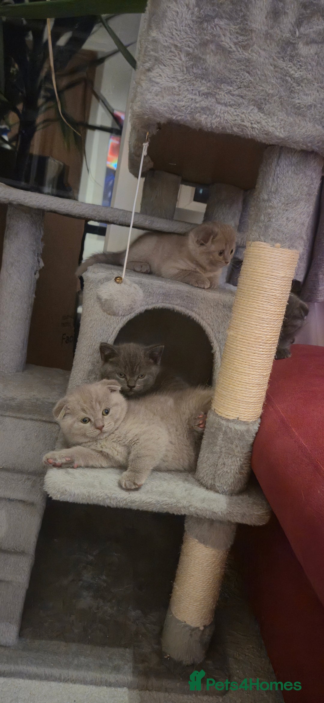Scottish Fold cats for sale: Last 2 Scottish straight kittens  - Image 25