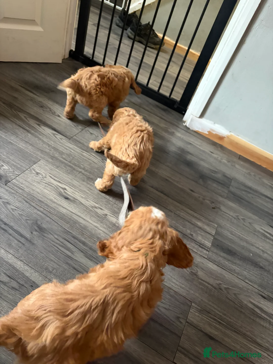 Cockapoo dogs for sale: Cockapoo pups  - Advert 9