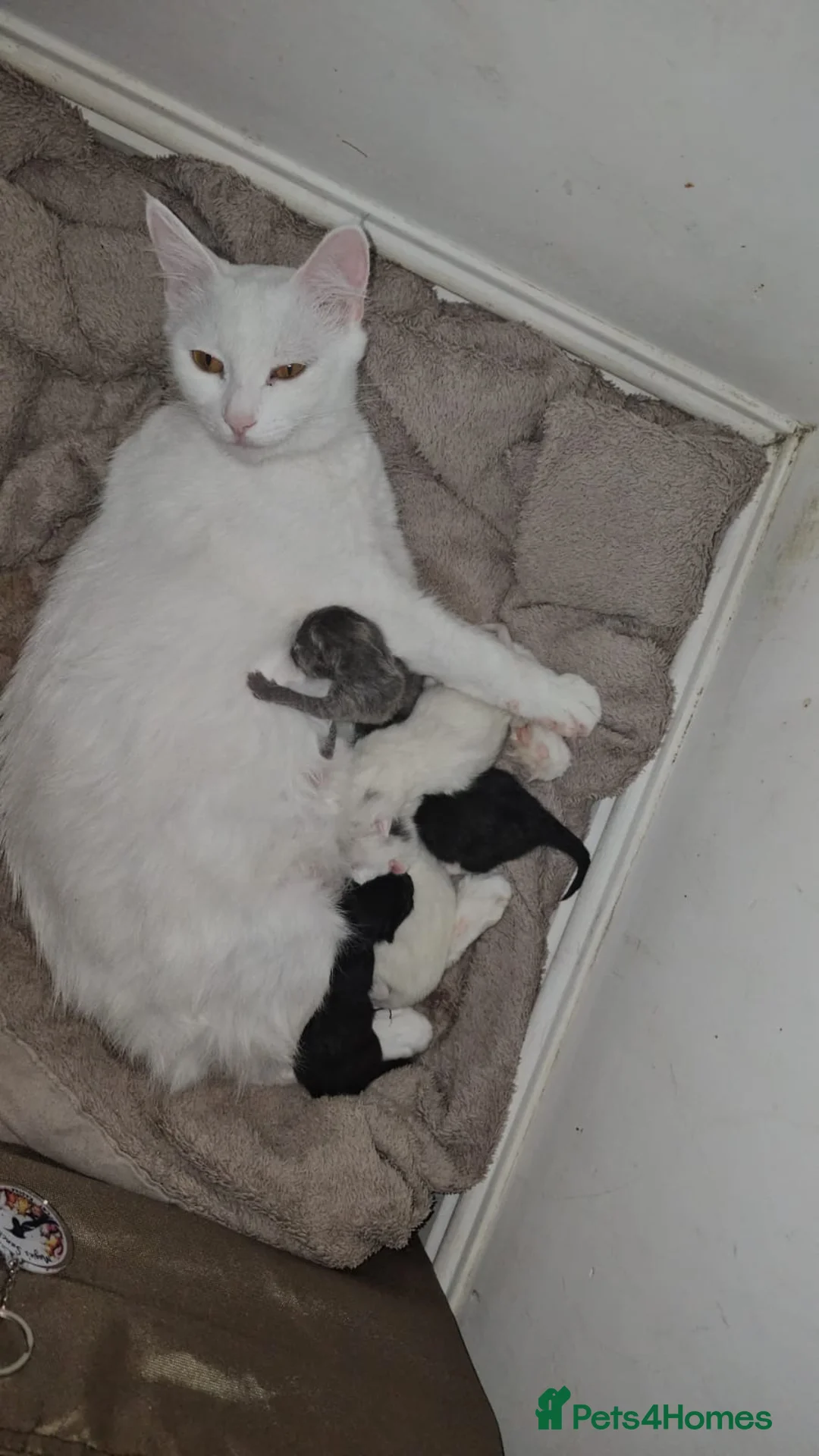 Domestic Shorthair cats for adoption: Tuxedo rescue kitten needs his own home - Advert 6