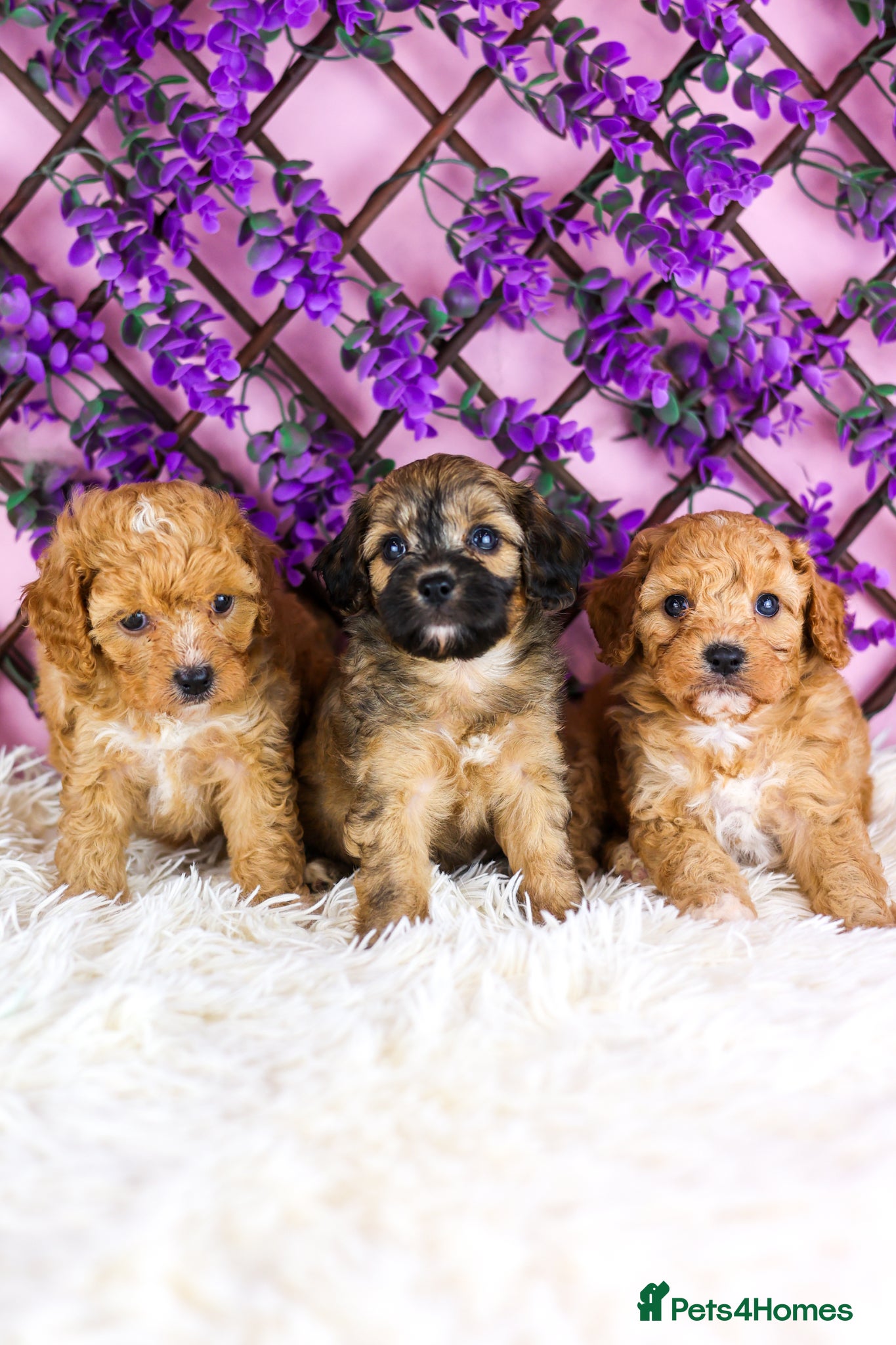 Cavapoo dogs Cavapoos boys and girls ❤️ - Advert 15