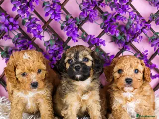 Cavapoo dogs Cavapoos boys and girls ❤️ - Advert 15