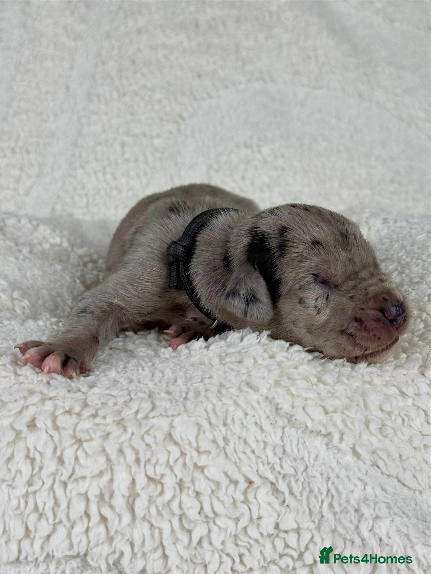 Great Dane dogs Health Tested KC reg Great Dane puppies - Advert 17