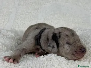 Great Dane dogs Health Tested KC reg Great Dane puppies - Advert 17