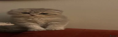 Scottish folded Kitten 2