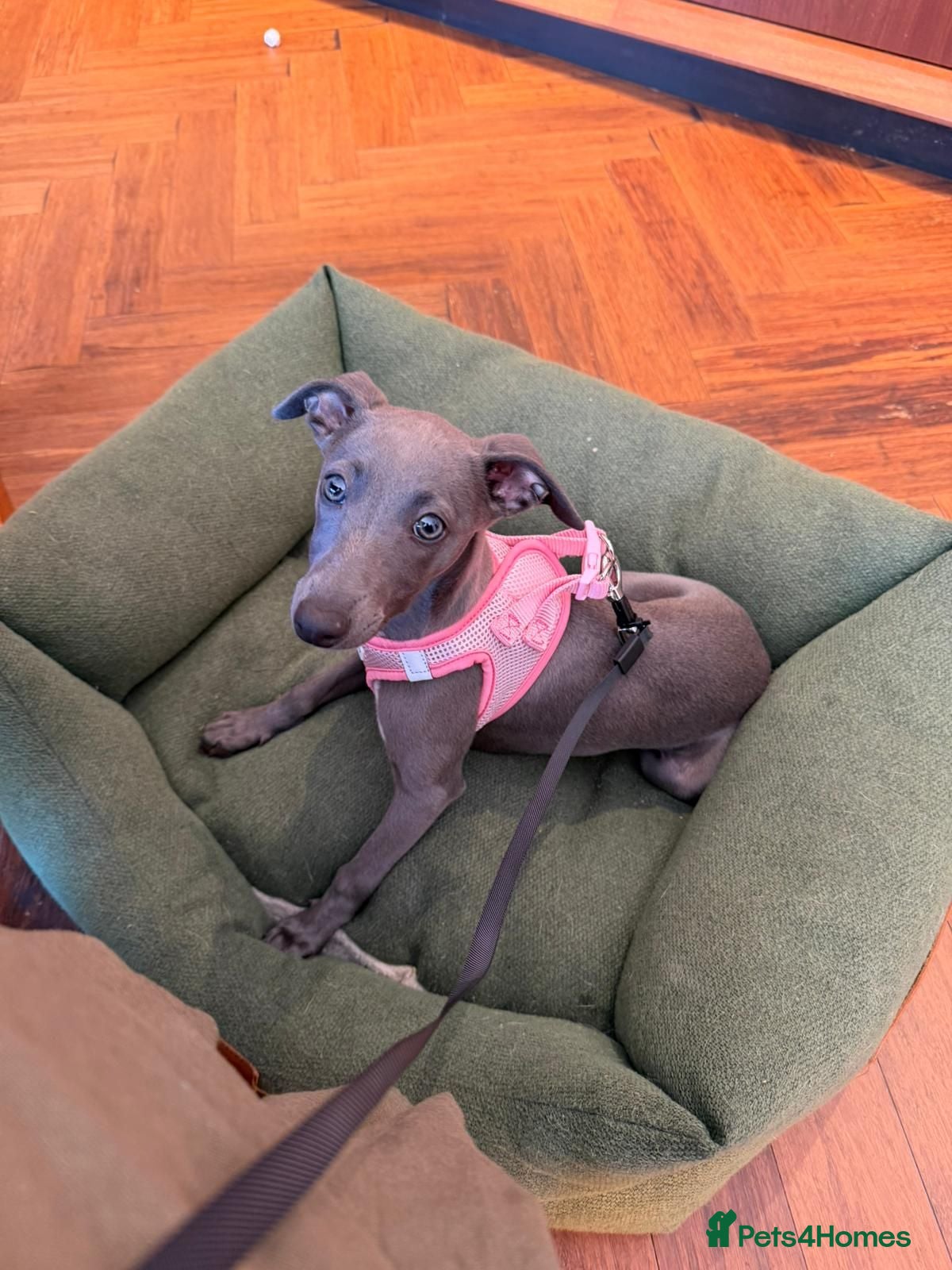 Whippet dogs Whippet puppy female  - Advert 1