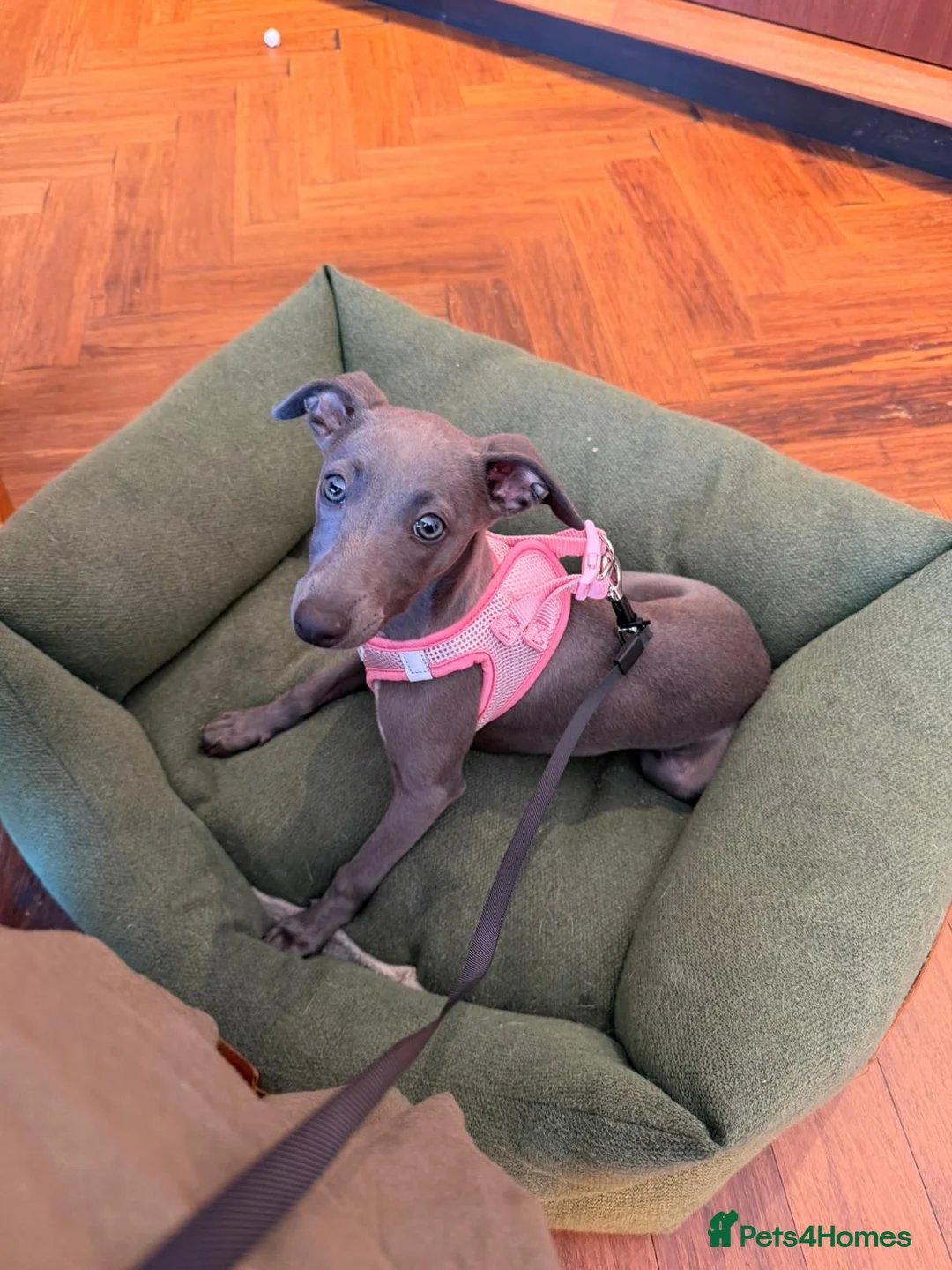 Whippet dogs for sale: Whippet puppy female  in Brighton - Advert 1