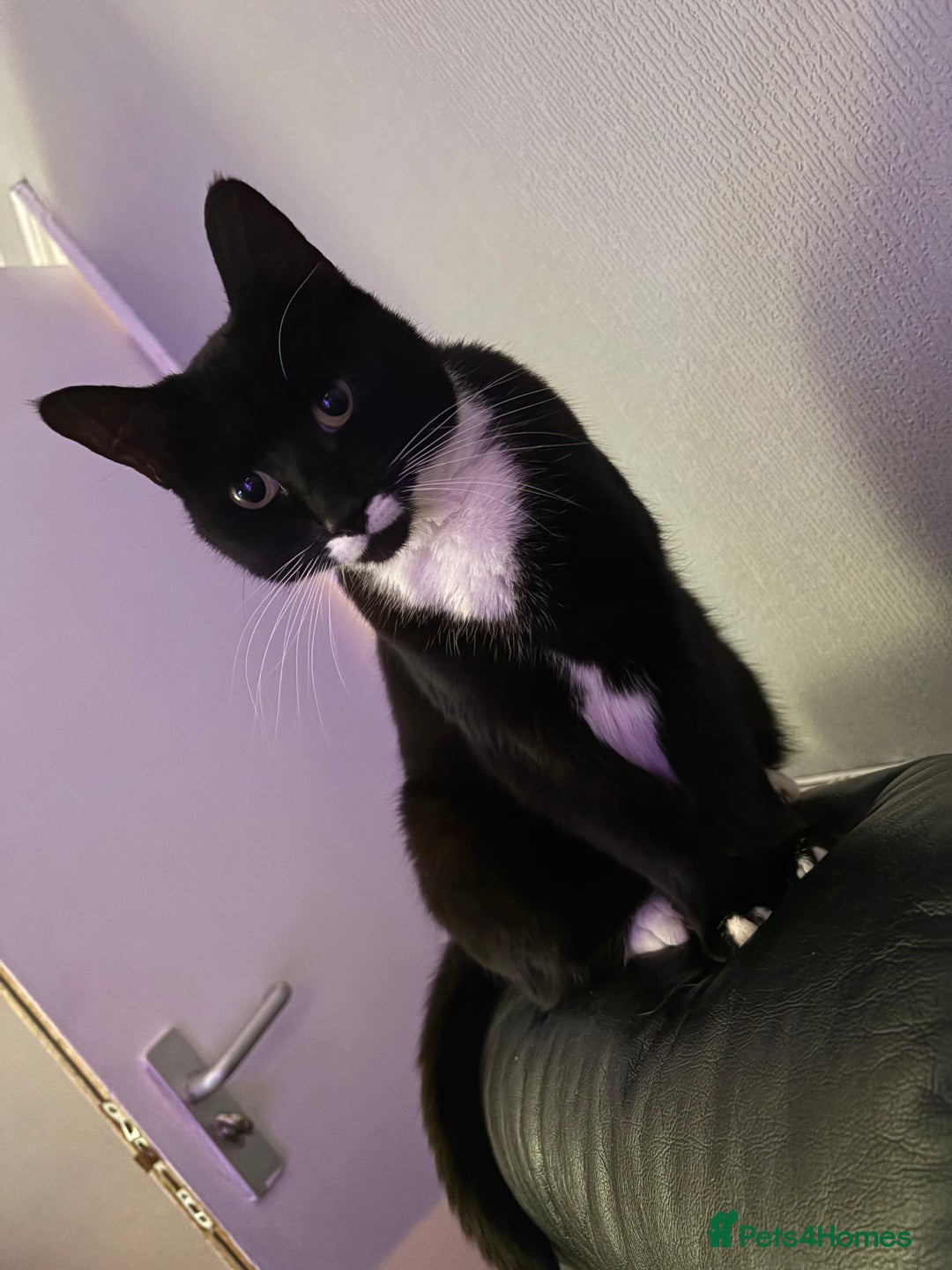 British Shorthair cats for sale: Princess - Advert 1