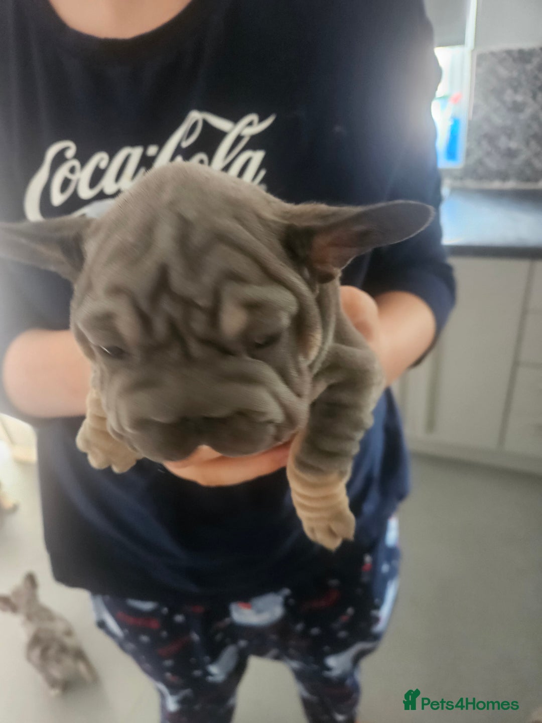 French Bulldog dogs for sale:  Beautiful french bulldog puppies for sale - Image 23