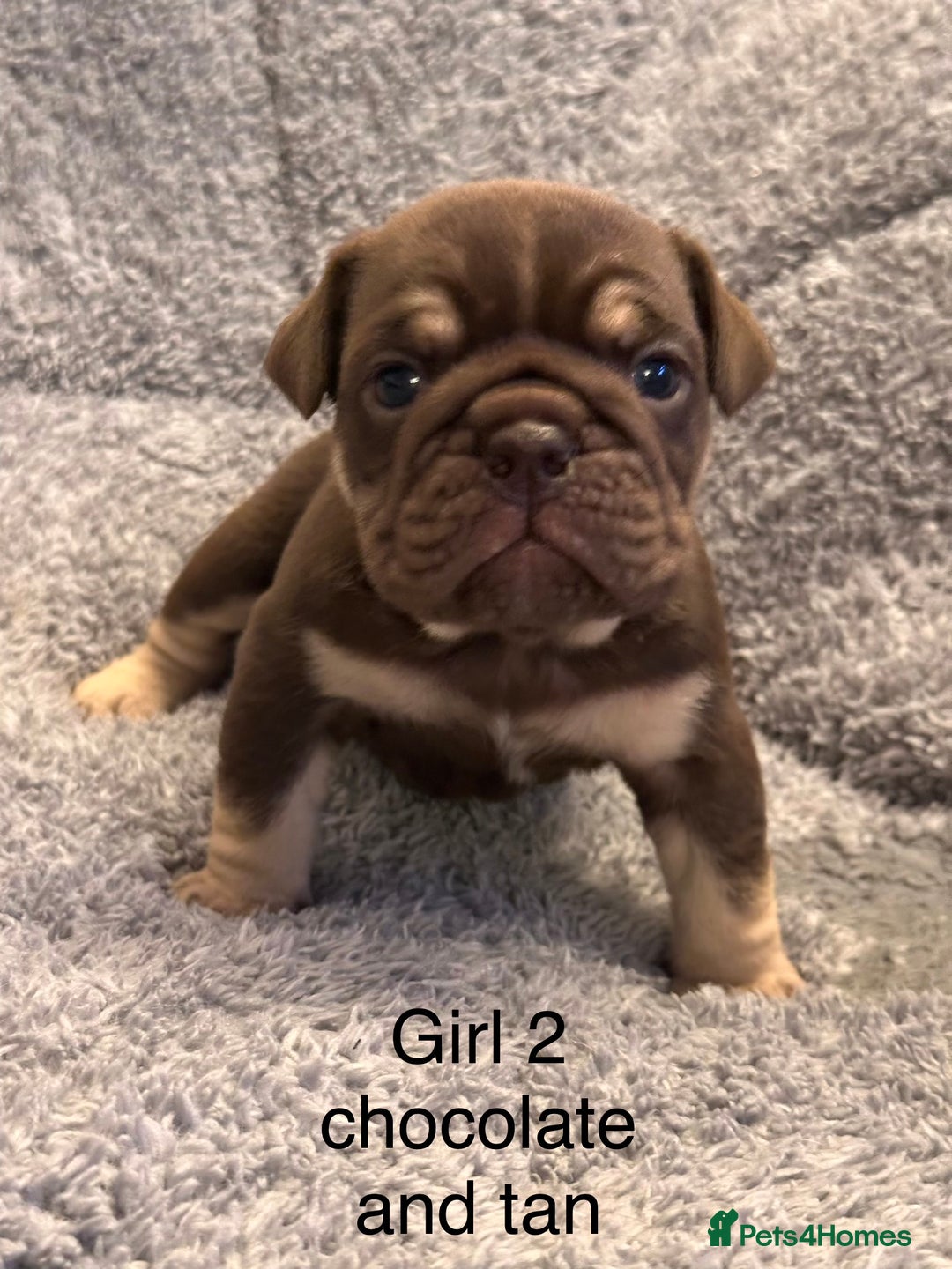 English Bulldog dogs for sale: QUALITY 5* ENGLISH BULLDOG PUPPIES - Advert 24