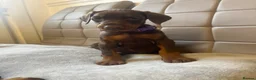 Dobermann dogs for stud: KC Doberman STUD - Advert 6