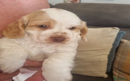 Cockapoo dogs for sale: Beautiful cockapoo boy  in Rotherham - Image 1