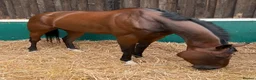 English Thoroughbred horses for sale: Champ - Ex racehorse seeks a new home - Advert 3