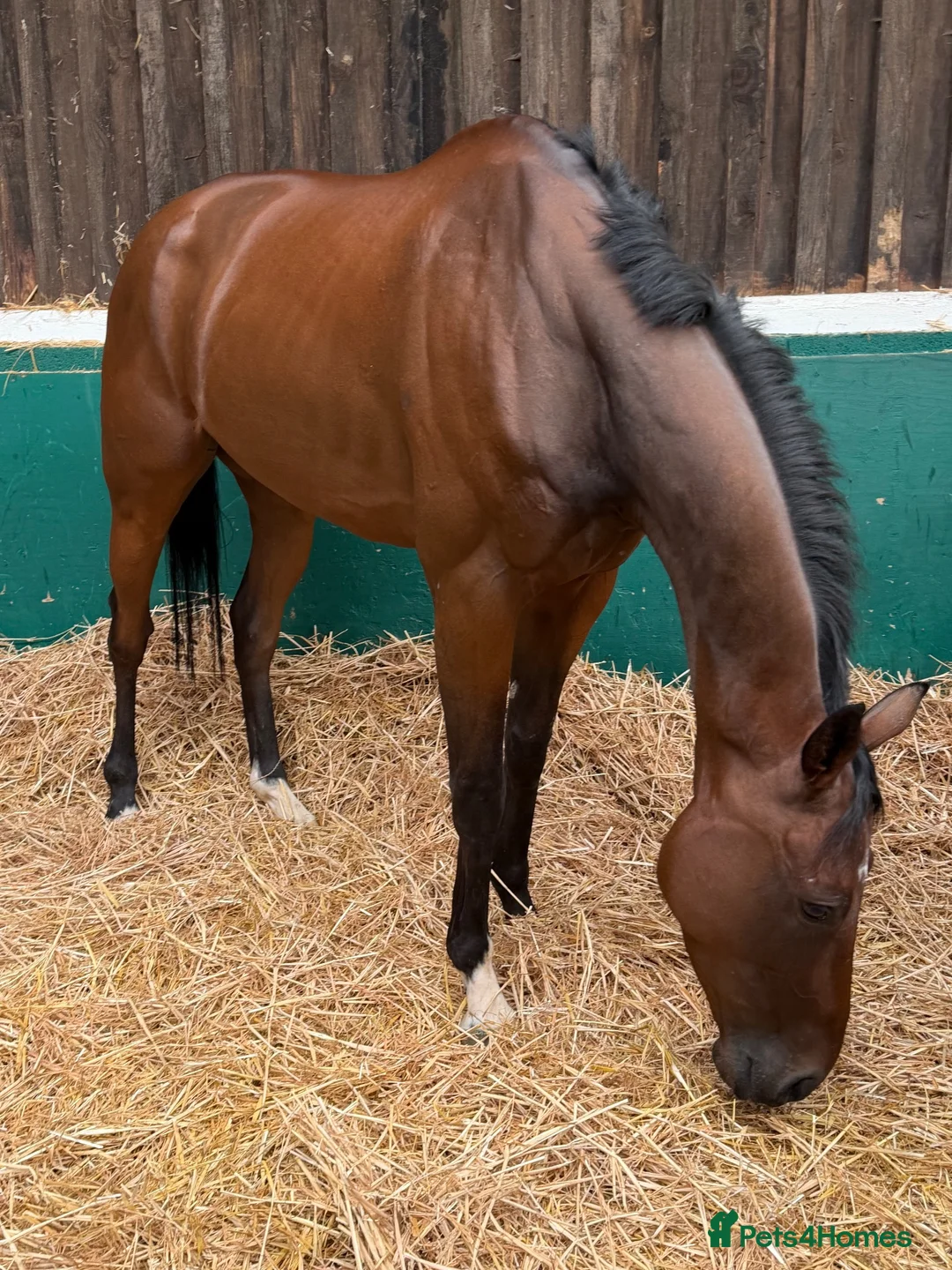 English Thoroughbred horses for sale: Champ - Ex racehorse seeks a new home - Advert 3