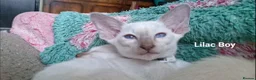 Siamese cats for sale: Male Siamese Kittens GCCF registered in Gretna - Advert 6