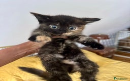 British Shorthair cats for sale: Pure British Shorthair Kittens Ready Now! - Image 20