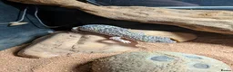 Leopard Gecko reptiles for sale: Leopard Gecko - Advert 1
