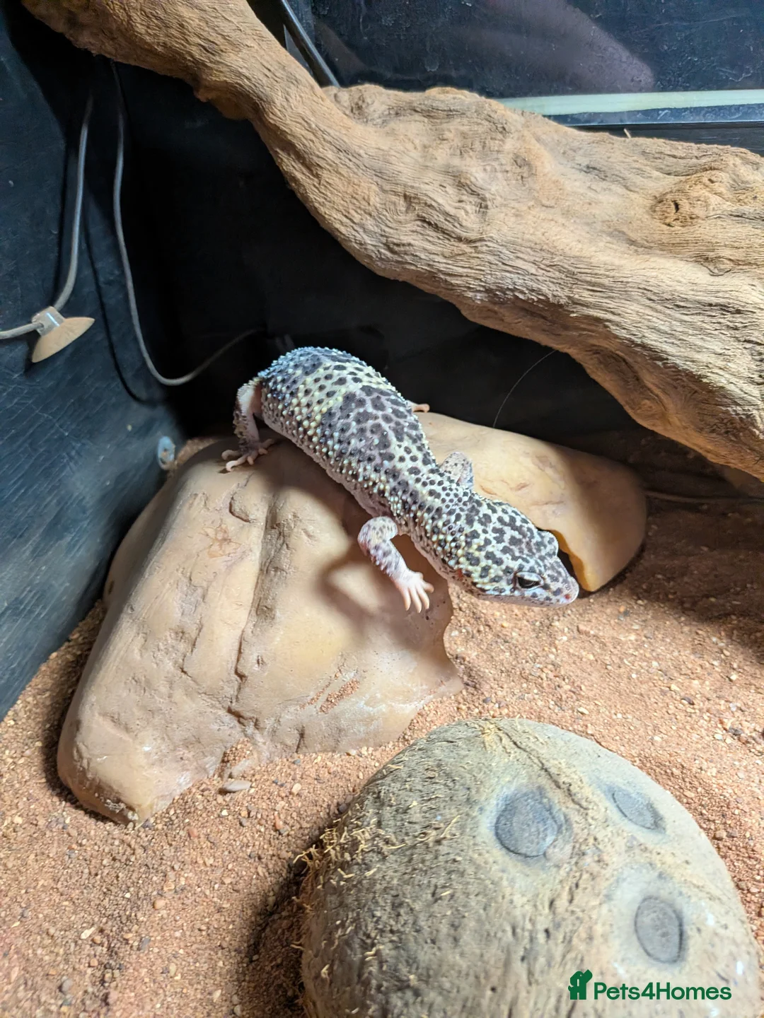 Leopard Gecko reptiles for sale: Leopard Gecko - Advert 1