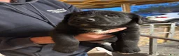 Borador dogs for sale: 6 beautiful collie cross lab puppies for sale!! - Advert 11