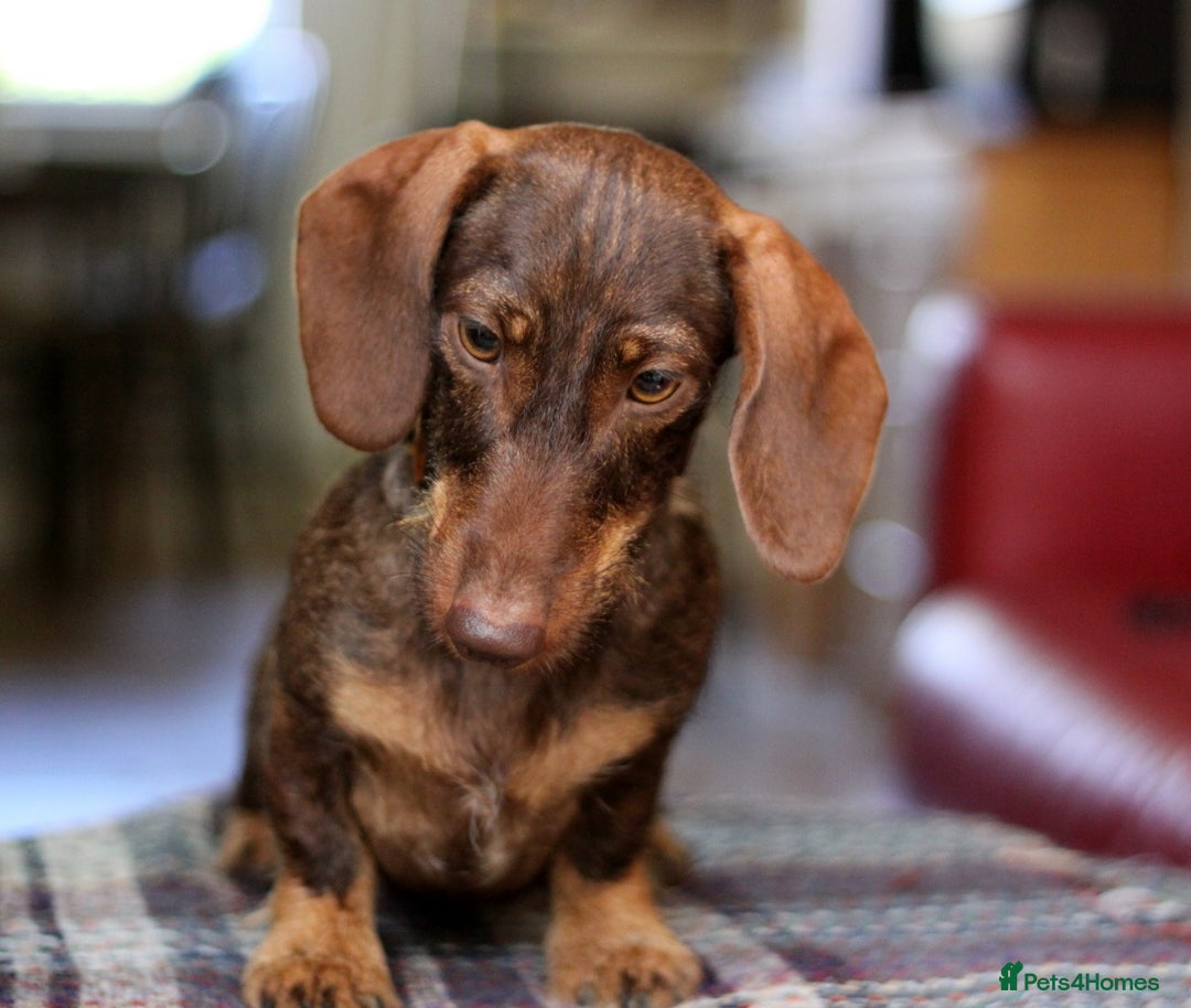 Miniature Dachshund dogs for sale: KC reg miniature wire haired dachshund bitch - Image 10