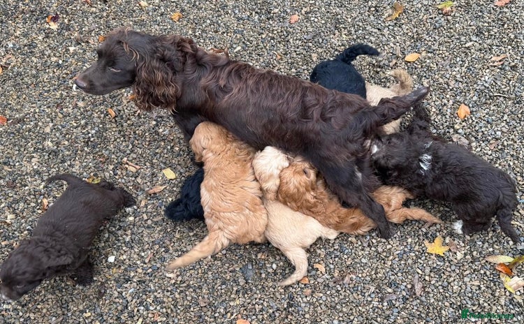 Cockapoo dogs - Advert 3