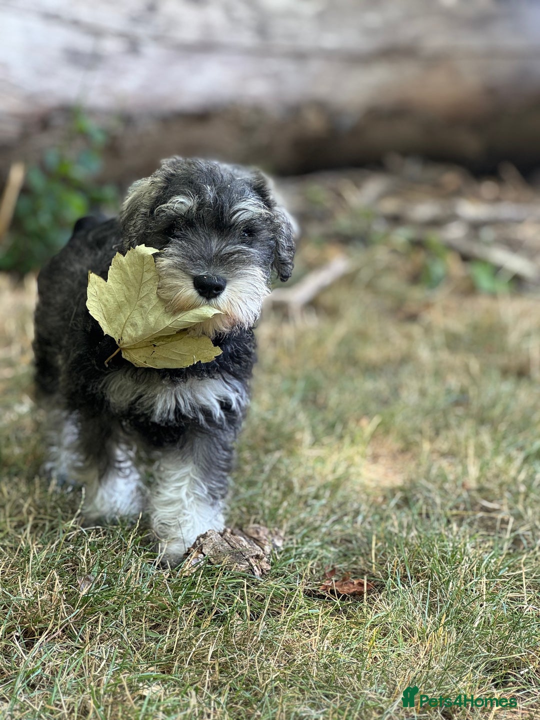 Miniature Schnauzer dogs for sale: Beautiful boy looking for his home !  - Image 4