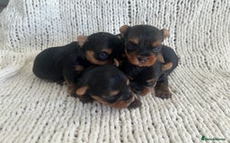 Yorkshire Terrier dogs for sale: 1 BOY KCRegistered tiny Yorkshire Terrier puppies in Melton Mowbray - Image 5