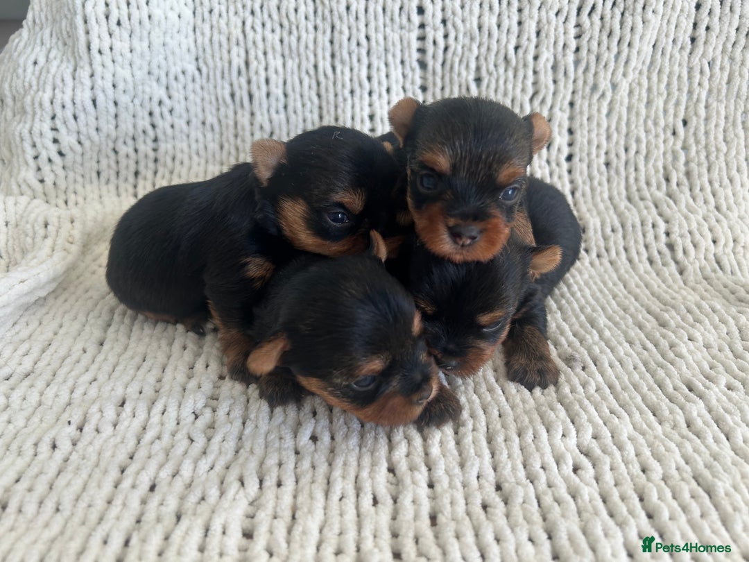 Yorkshire Terrier dogs for sale: 1 BOY KCRegistered tiny Yorkshire Terrier puppies in Melton Mowbray - Image 5