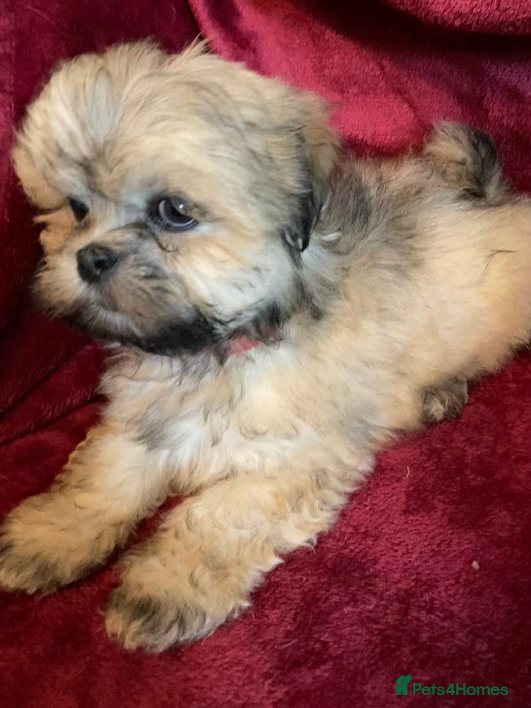 Lhasa Apso dogs for sale: Lhasa Apso Puppies 🐶  - Image 15