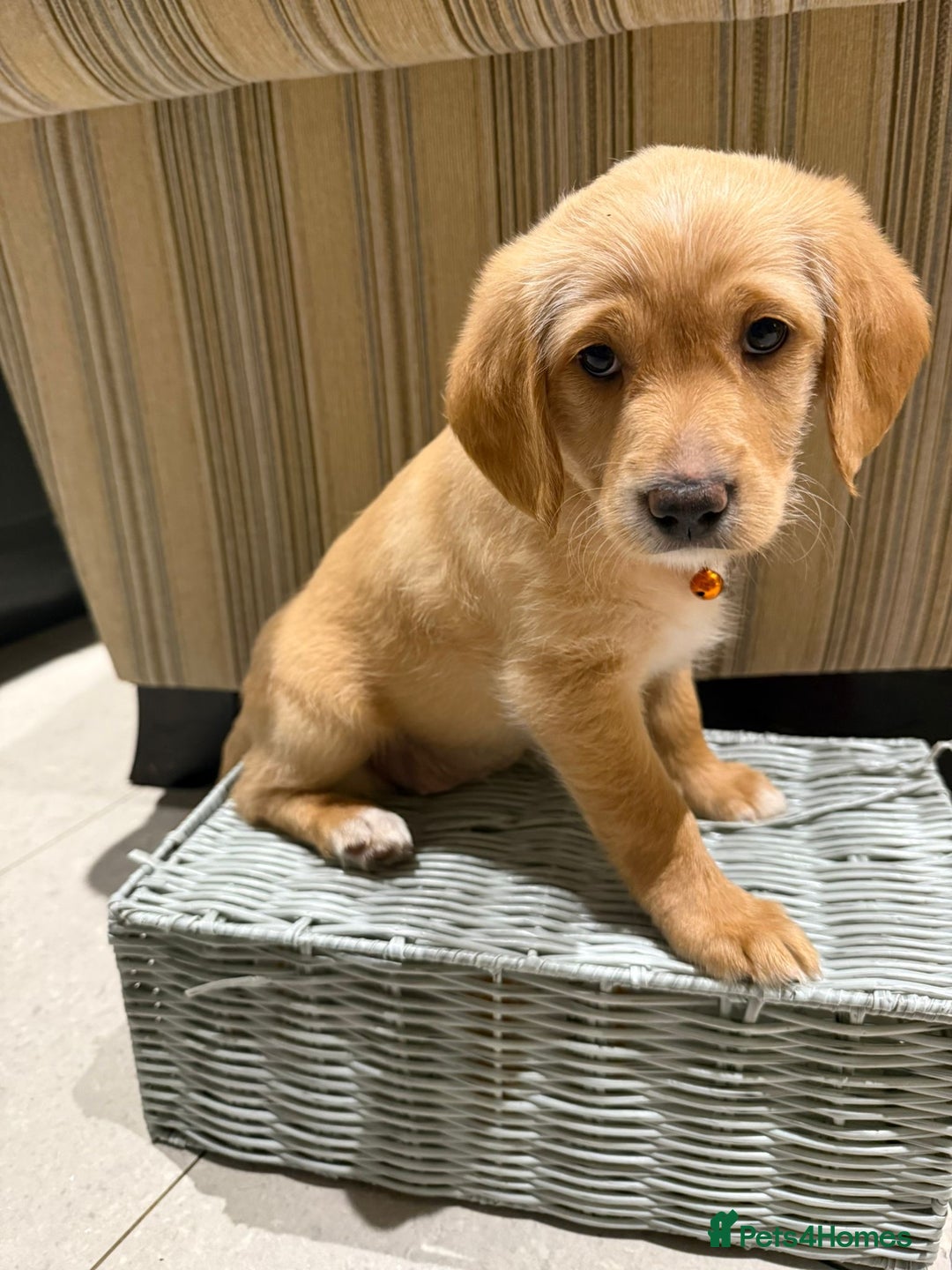 Australian Labradoodle dogs for sale: Australian Labradoodle Puppies F1b - Advert 23