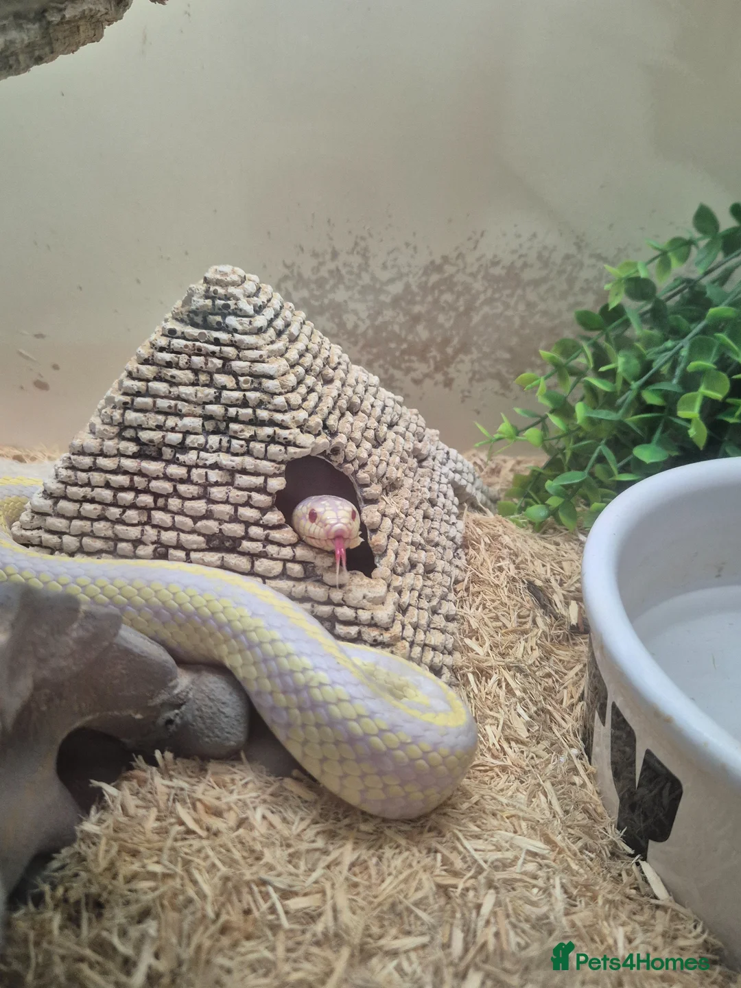 King Snake reptiles for sale: Albino california king snake - Advert 2