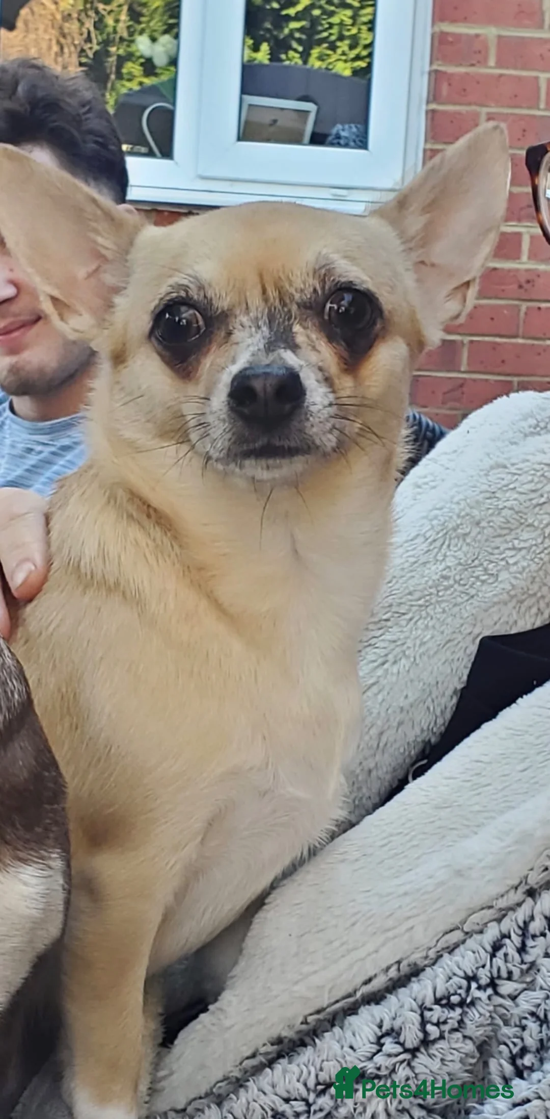 Chihuahua dogs for sale: Beautiful Pixie Chihuahua in Basingstoke - Advert 2
