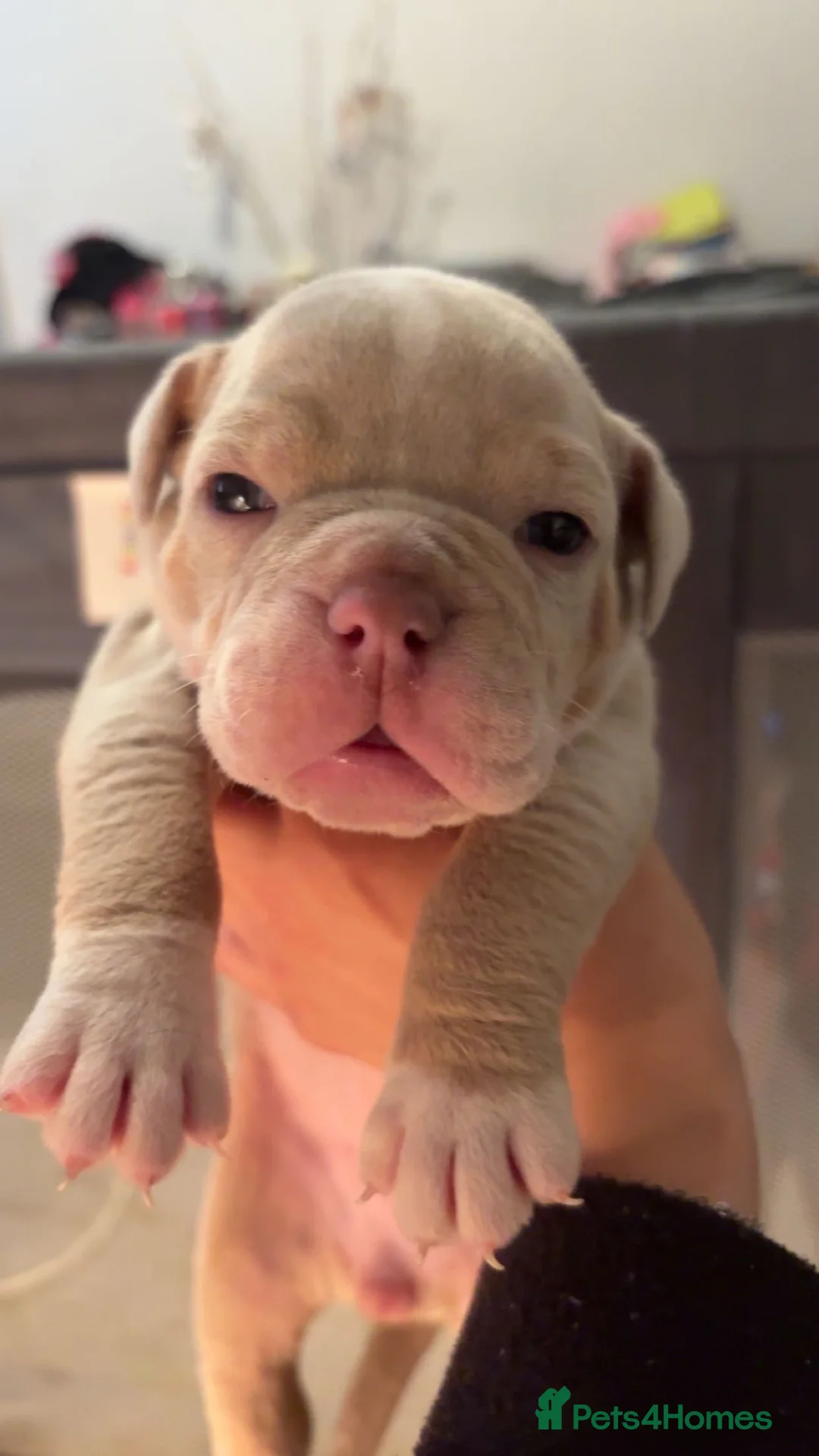 English Bulldog dogs for sale: English bulldog puppies  in Stafford - Advert 2