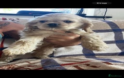 American Cocker Spaniel dogs for sale: American cocker spaniel puppies  - Image 2