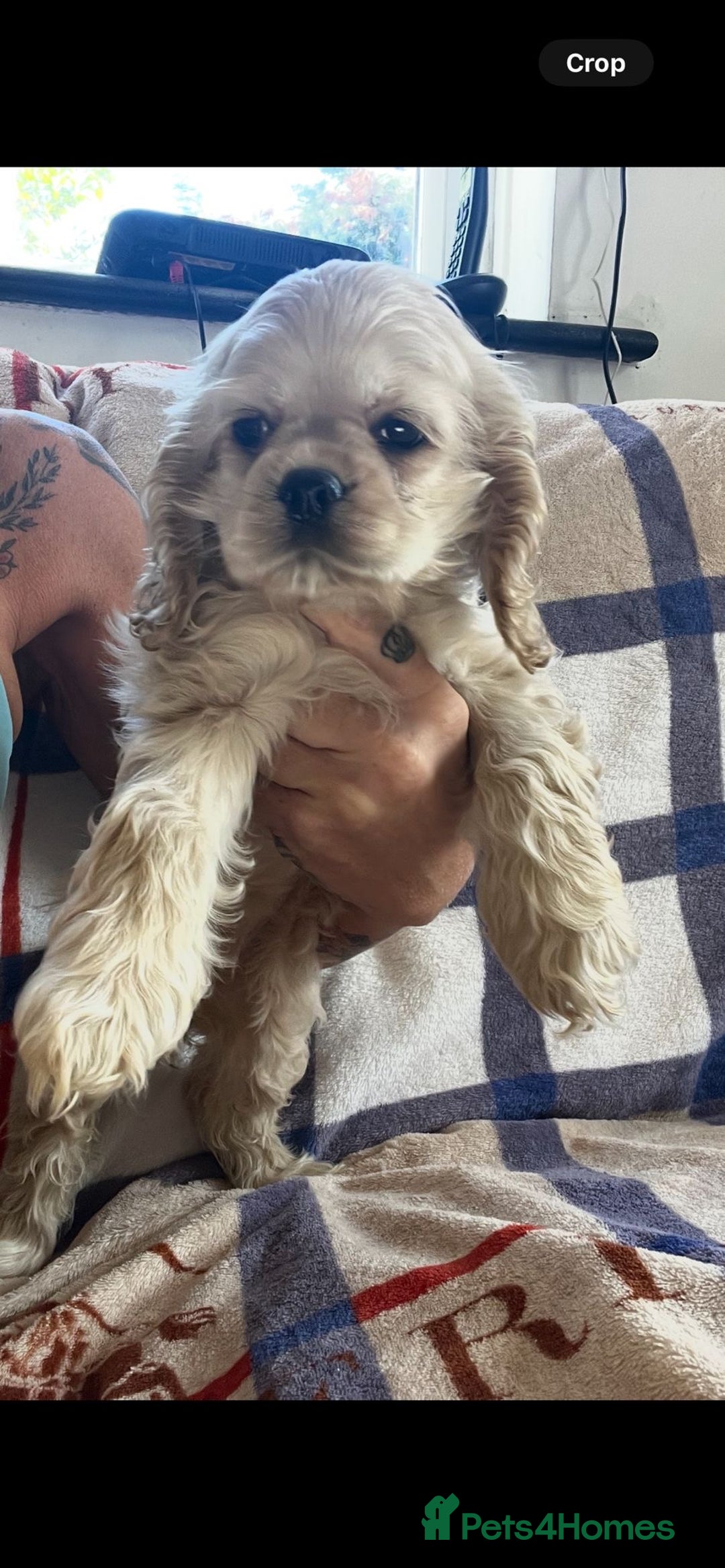 American Cocker Spaniel dogs for sale: American cocker spaniel puppies  - Image 2