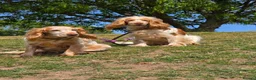 Cocker Spaniel dogs for sale: 🧡🐾🧡Beautiful Cocker Spaniel Puppies coming soon - Advert 9