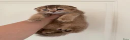 Scottish Fold cats for sale: Stunning Scottish fold kittens are ready - Advert 8
