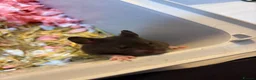 Hamster rodents for sale: Syrian Hamster Pups Babies Black Brown  - Advert 6