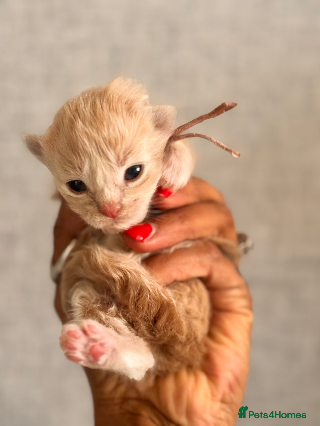 Maine Coon cats for sale: November Maine Coon Litter – Waiting List Open! - Advert 7