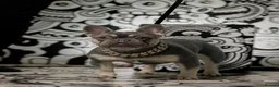 French Bulldog dogs for stud: French bulldog stud new shade Isabella & Tan - Advert 8