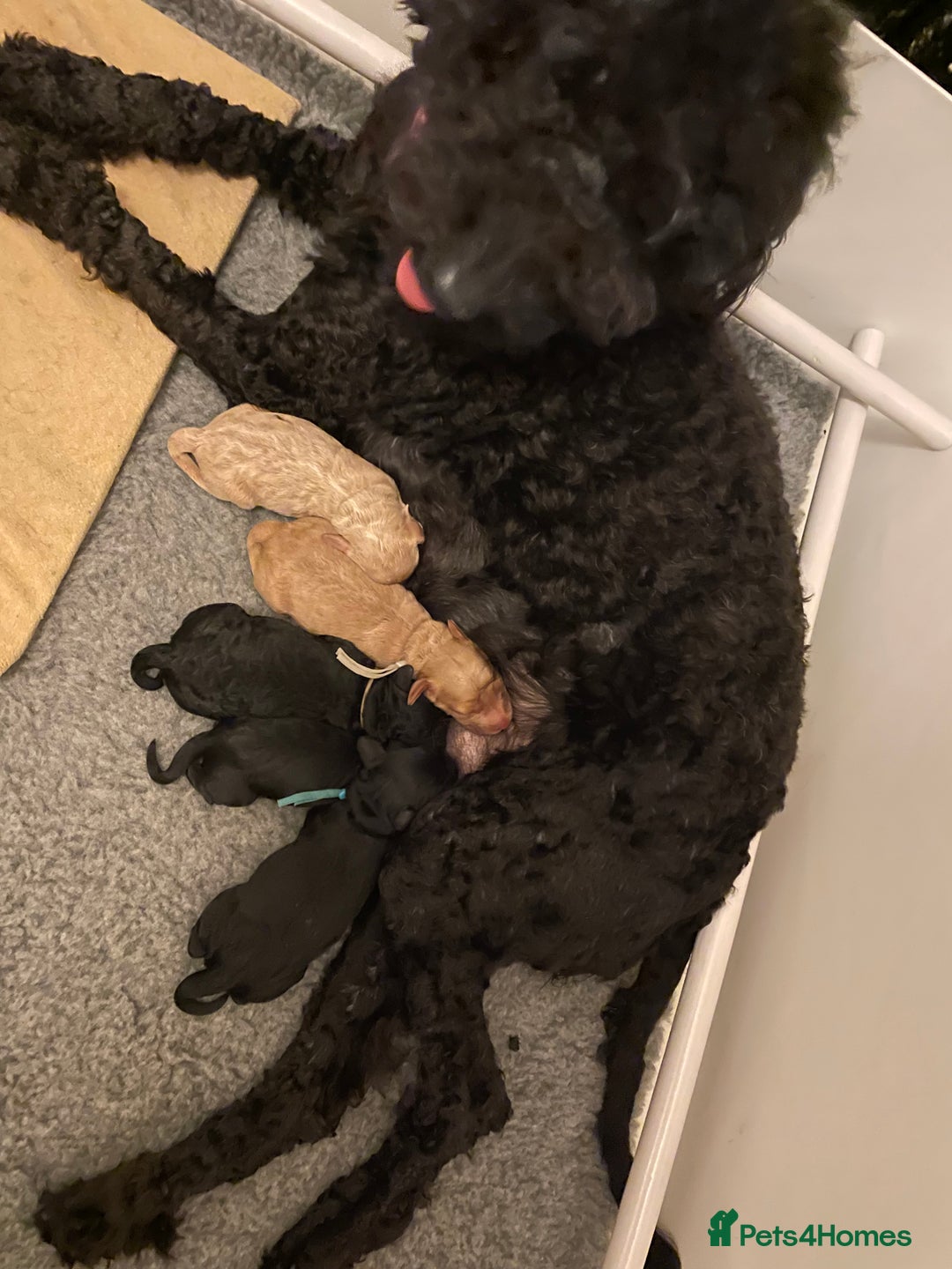 Mixed Breed dogs for sale: 5* medium half Australian labradoodles - Image 7