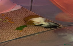 Guinea Pig rodents for sale: 2 gorgeous female guinea pigs  - Advert 3