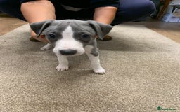 Whippet dogs for sale: Beautiful K.C Registered Whippet pups for sale  - Image 3