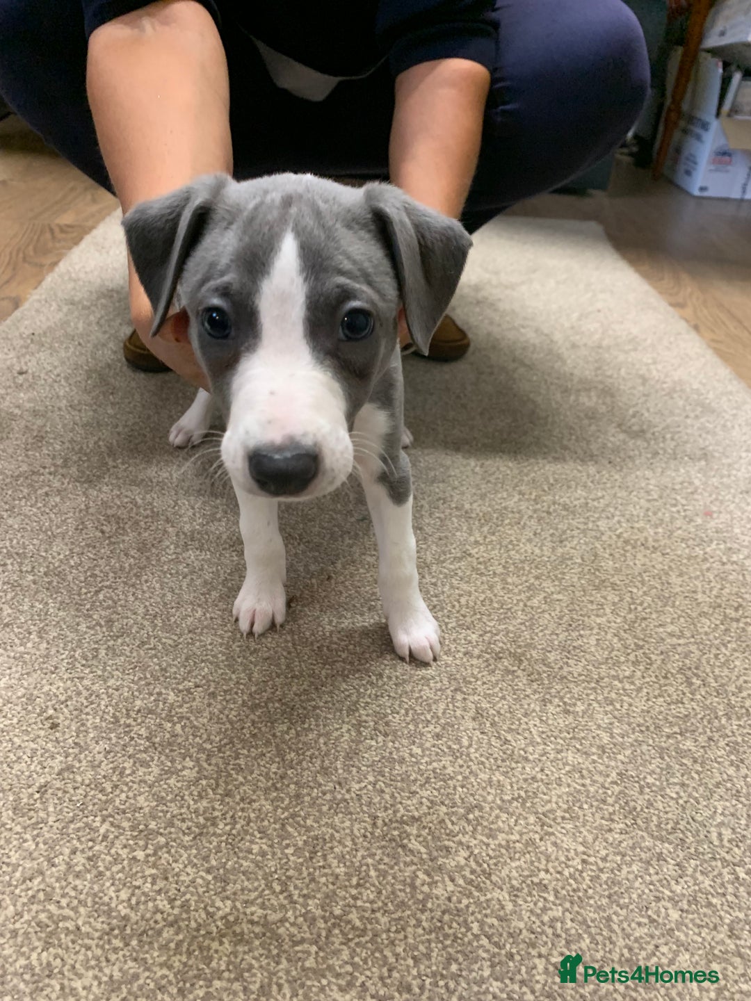 Whippet dogs for sale: Beautiful K.C Registered Whippet pups for sale  - Image 3