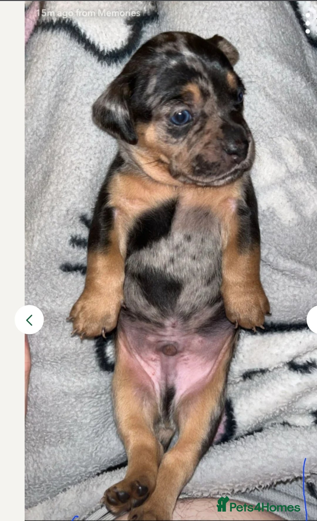 Mixed Breed dogs for sale: French bulldog X dachshund puppy - Advert 4