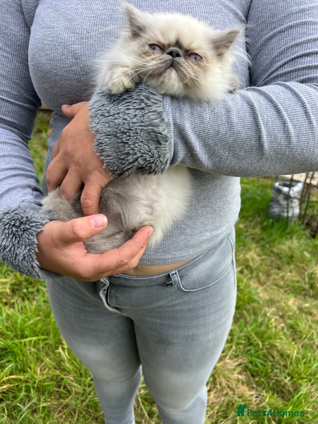 Persian cats for sale: Color point Persian kittens - Image 8