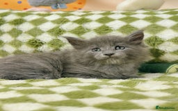 Maine Coon cats for sale: Pure Maine Coon boy 1 year with Russian blood - Image 4