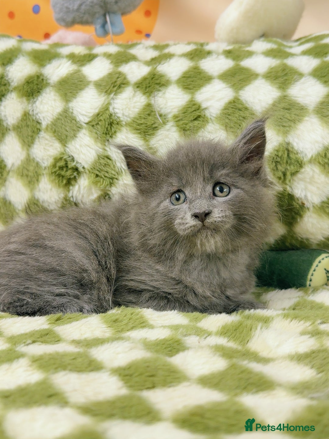 Maine Coon cats for sale: Pure Maine Coon boy 1 year with Russian blood - Image 4